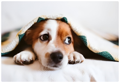 Dog Hostel