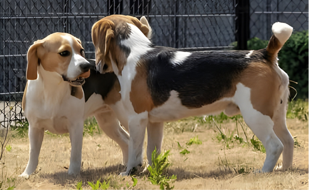 Dog Grooming