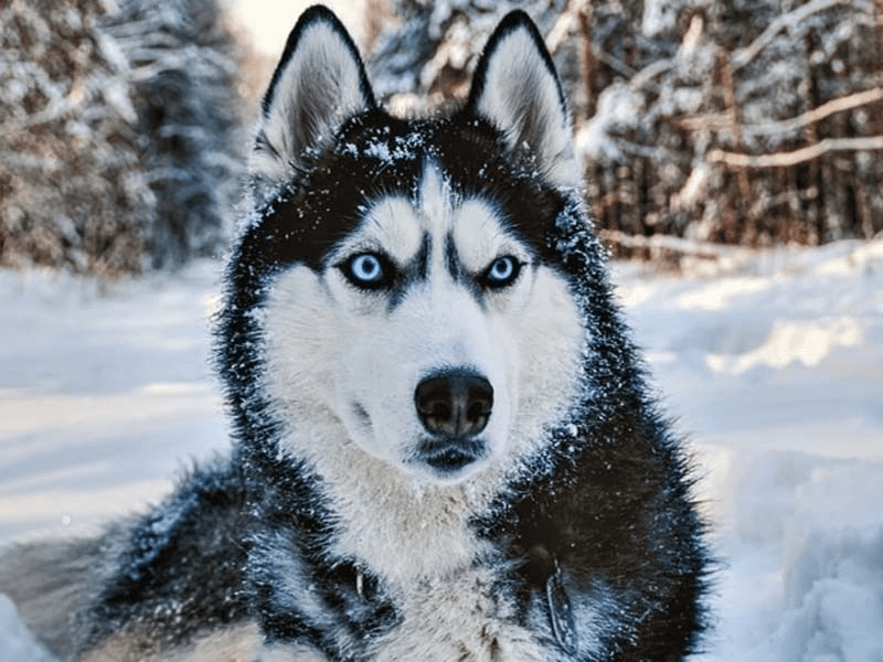 A husky representing your AnimalsLover account