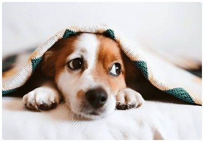 Pet Boarding & Daycare
