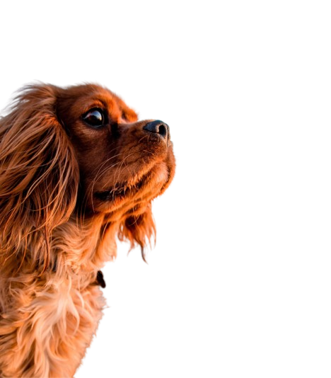 Cute Dog