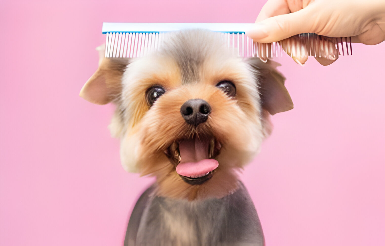 Dog Grooming